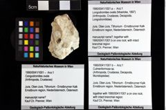 Foto (Objket + Etiketten) von Culmenformosa sp. 